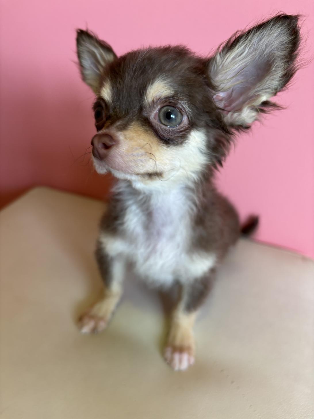 埼玉県のチワワ(ロング) (ペッツスマイル南中野店/2025年12月25日生まれ/男の子/チョコレートタンホワイト)の子犬の2枚目の画像