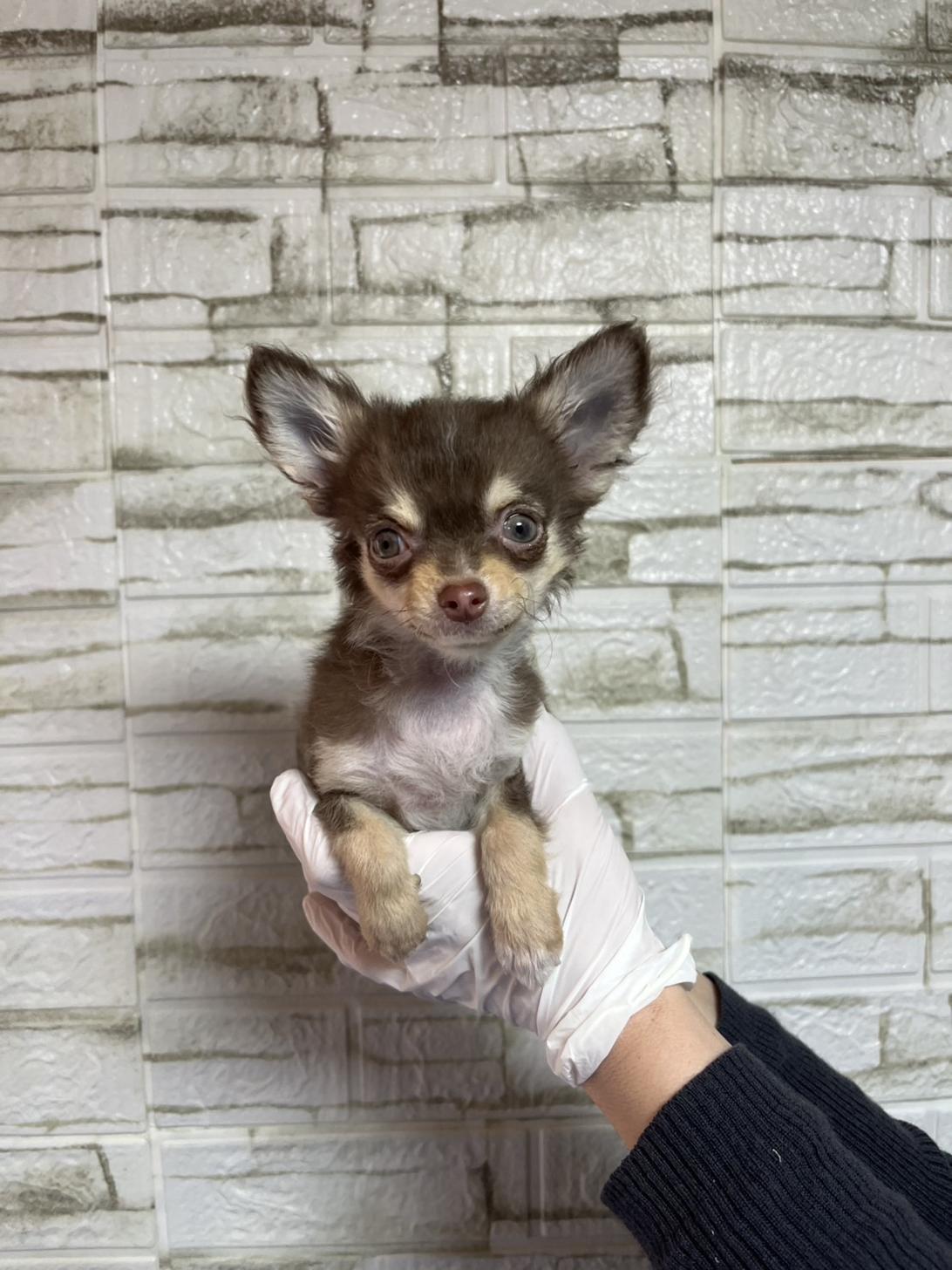 埼玉県のチワワ(ロング) (ペッツスマイル南中野店/2025年12月25日生まれ/男の子/チョコレートタンホワイト)の子犬の3枚目の画像