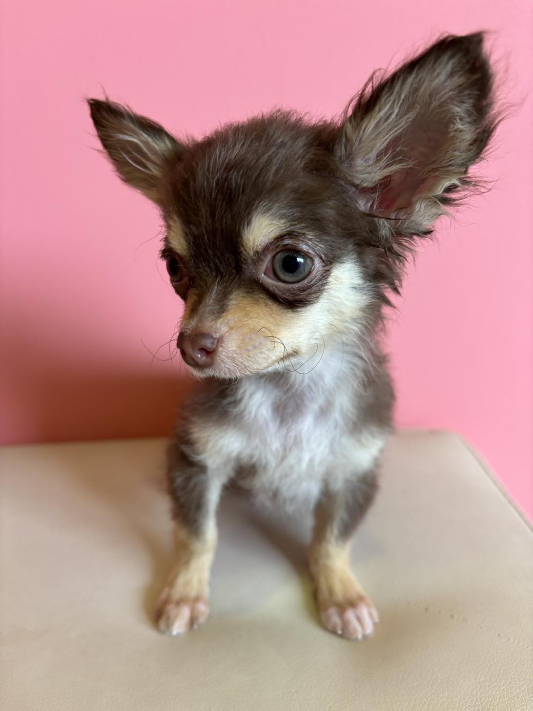 埼玉県のチワワ(ロング) (ペッツスマイル南中野店/2025年12月25日生まれ/男の子/チョコレートタンホワイト)の子犬の3枚目の画像