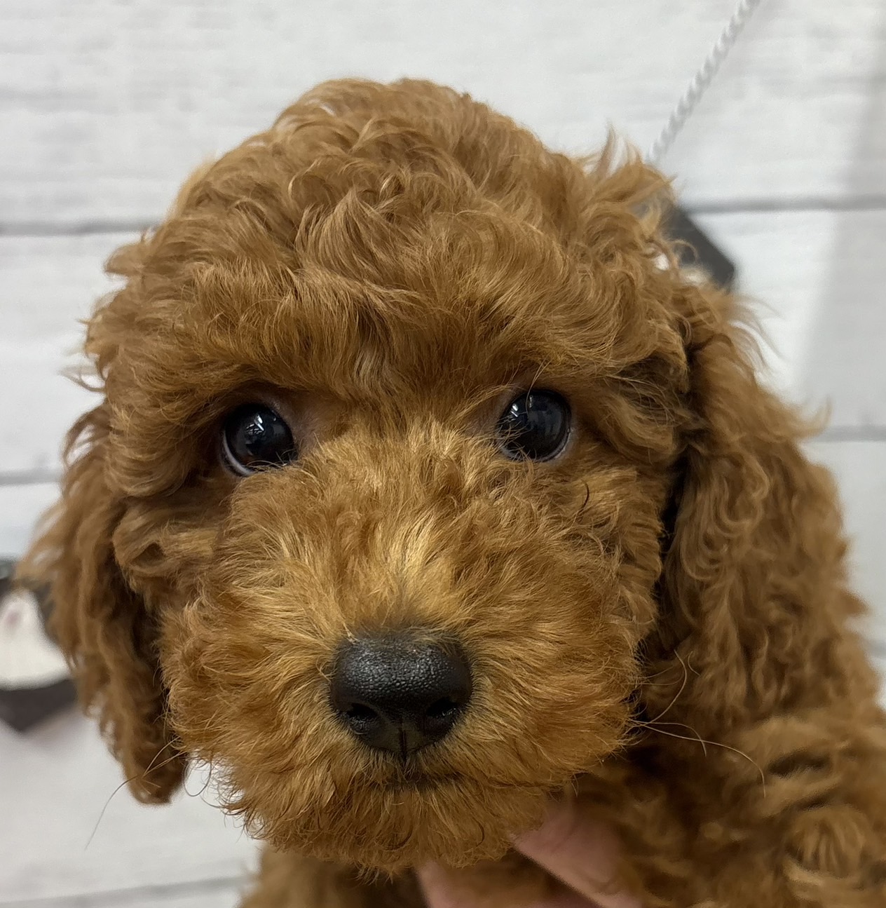 千葉県のトイプードル(トイ) (ペッツワン佐倉店/2026年6月27日生まれ/男の子/レッド)の子犬の1枚目の画像