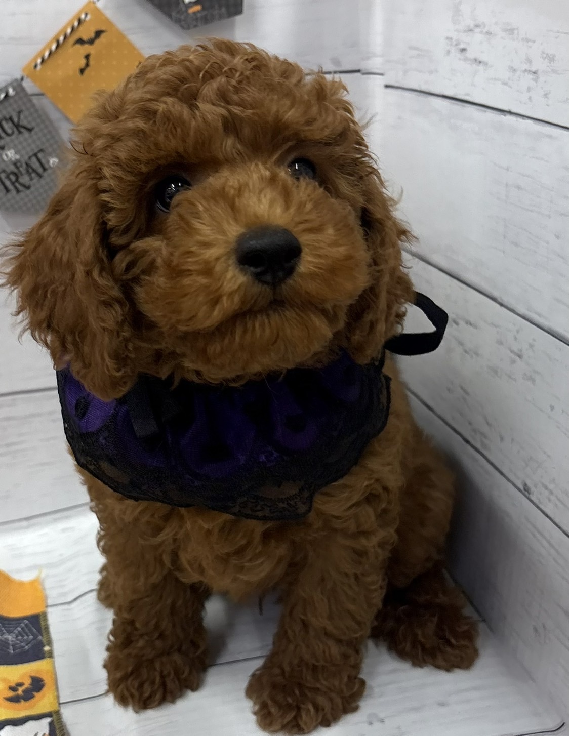 千葉県のトイプードル(トイ) (ペッツワン佐倉店/2026年6月27日生まれ/男の子/レッド)の子犬の2枚目の画像