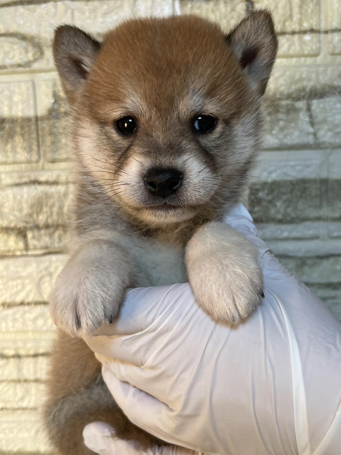 埼玉県の豆柴 (ペッツスマイル加須インター店/2025年10月11日生まれ/男の子/赤)の子犬の1枚目の画像