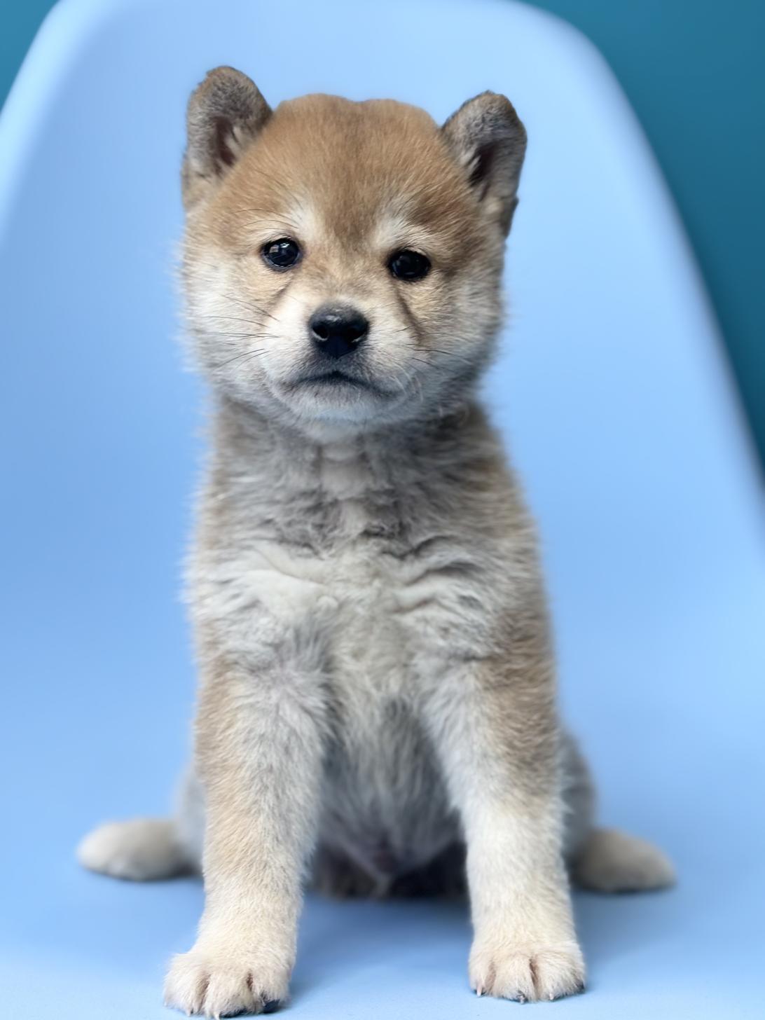 埼玉県の豆柴 (ペッツスマイル加須インター店/2025年10月11日生まれ/男の子/赤)の子犬の1枚目の画像