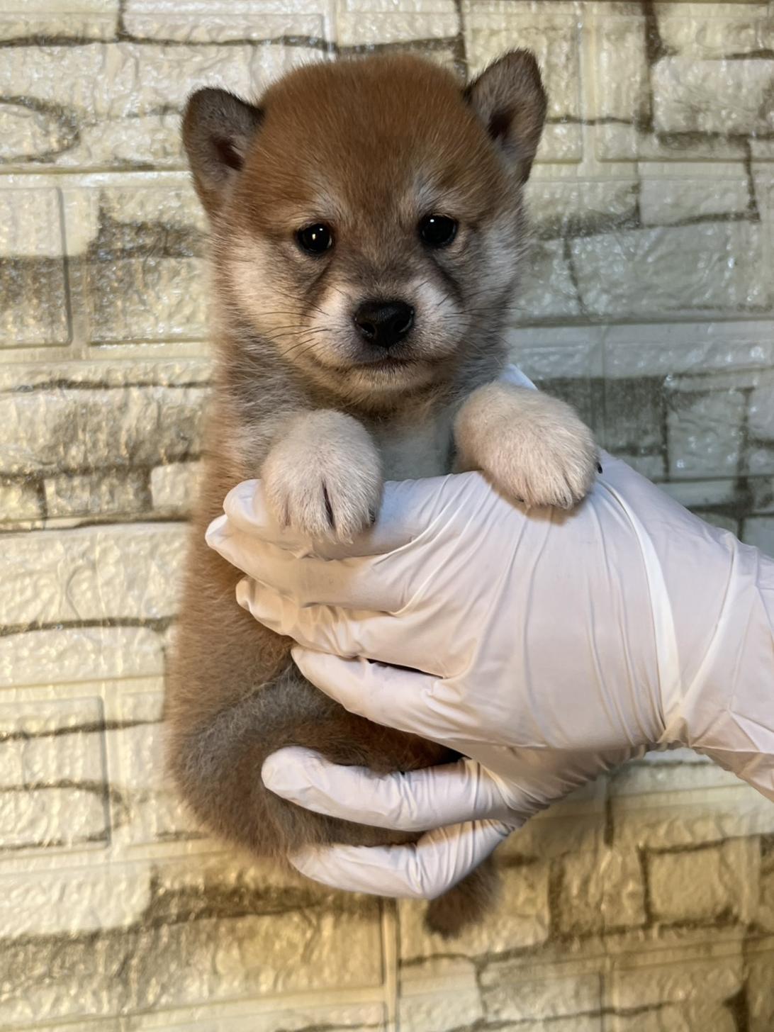 埼玉県の豆柴 (ペッツスマイル加須インター店/2025年10月11日生まれ/男の子/赤)の子犬の2枚目の画像