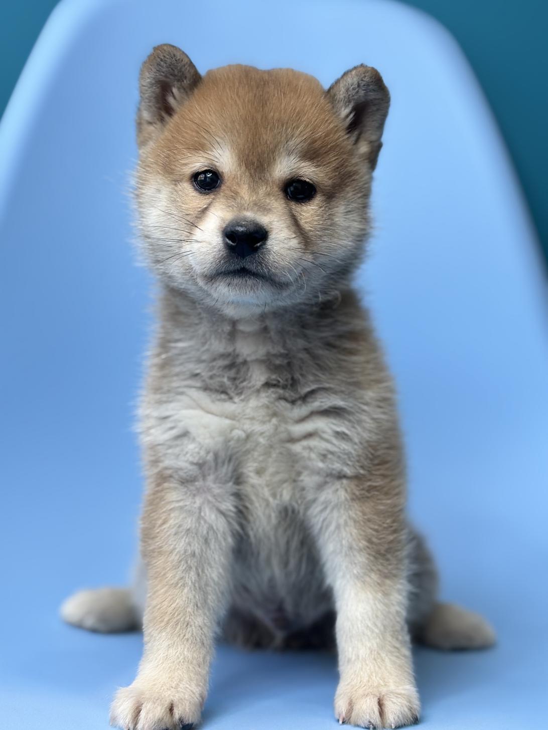 埼玉県の豆柴 (ペッツスマイル加須インター店/2025年10月11日生まれ/男の子/赤)の子犬の2枚目の画像