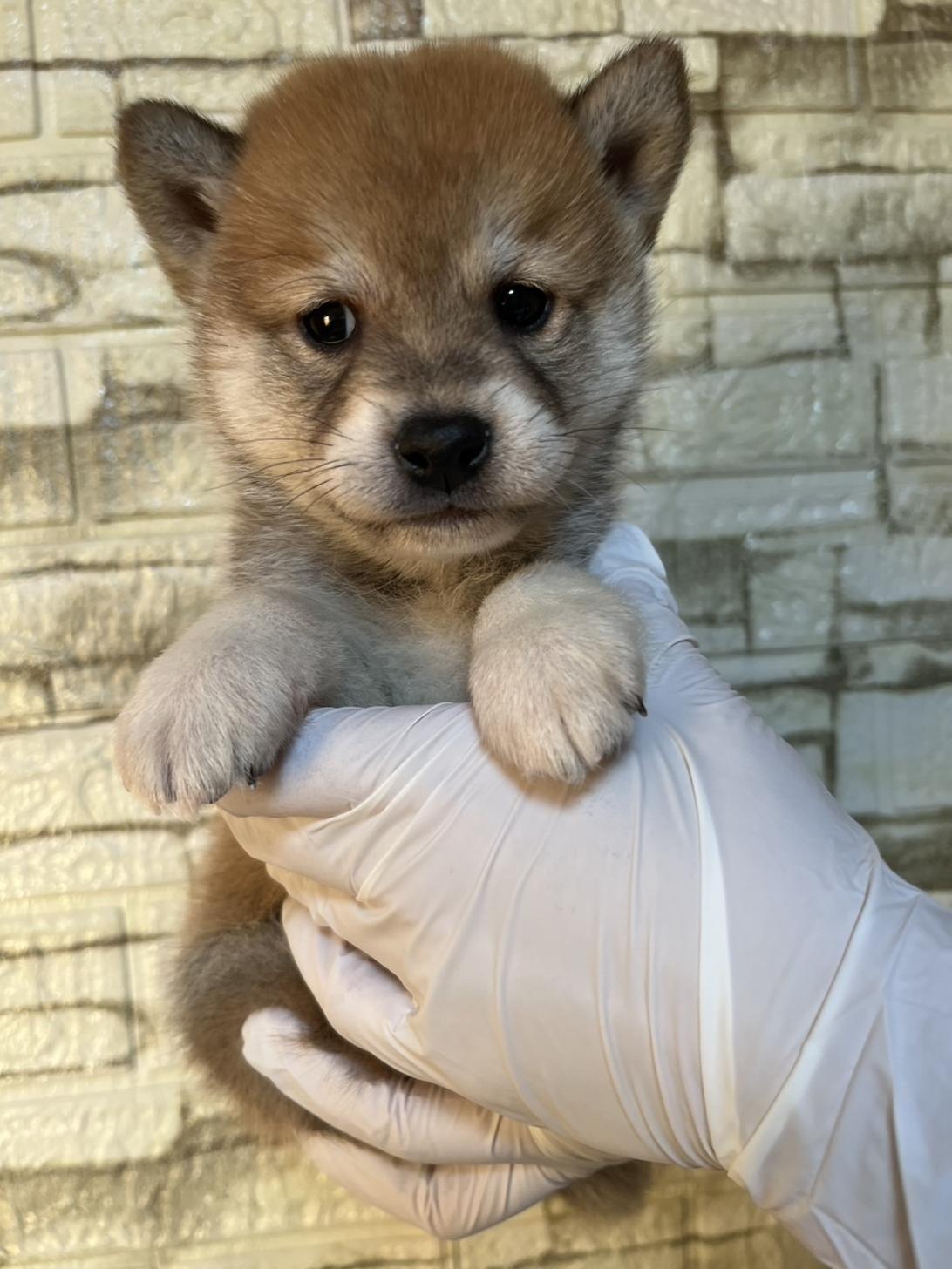 埼玉県の豆柴 (ペッツスマイル加須インター店/2025年10月11日生まれ/男の子/赤)の子犬の3枚目の画像