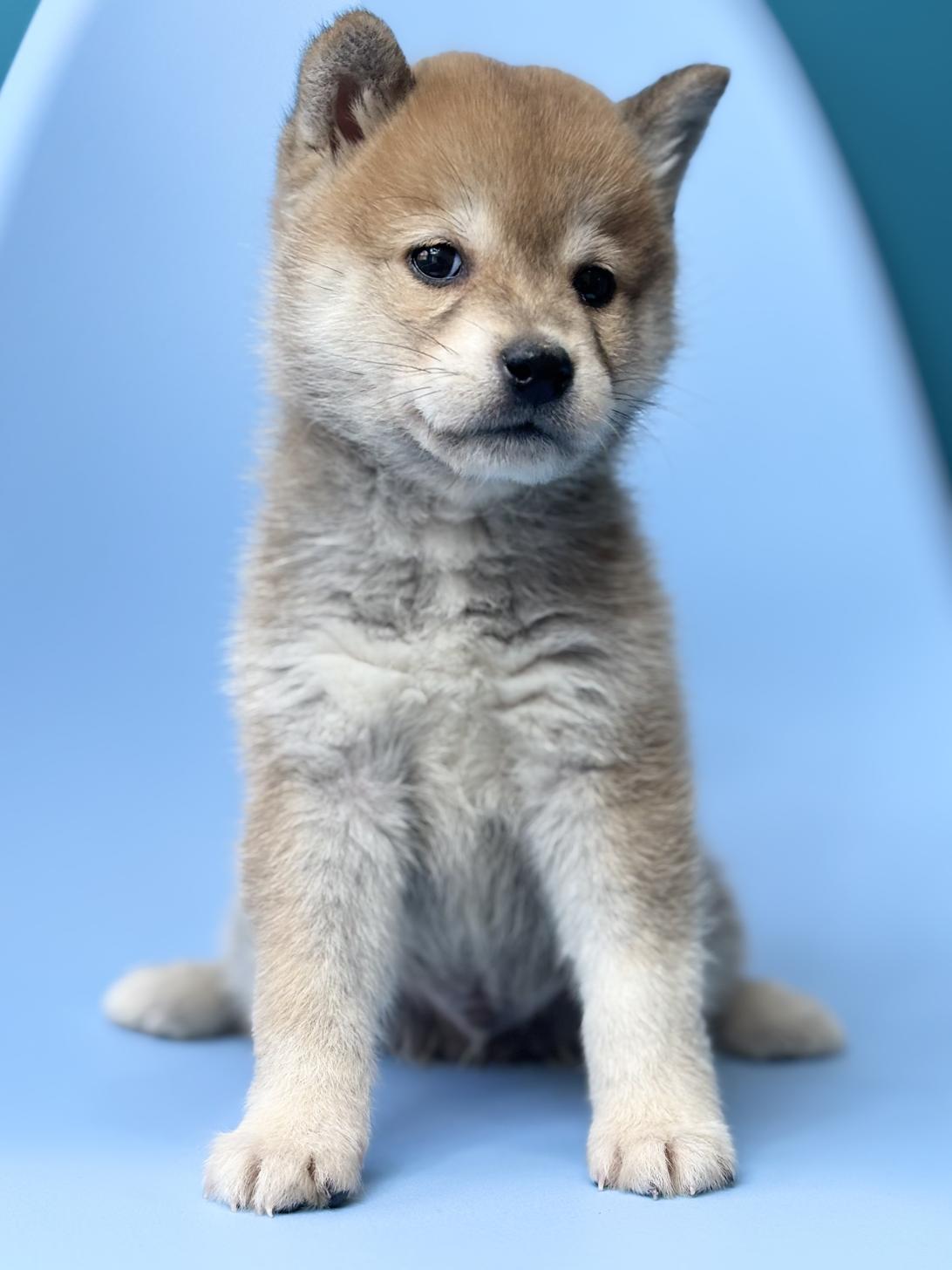 埼玉県の豆柴 (ペッツスマイル加須インター店/2025年10月11日生まれ/男の子/赤)の子犬の3枚目の画像