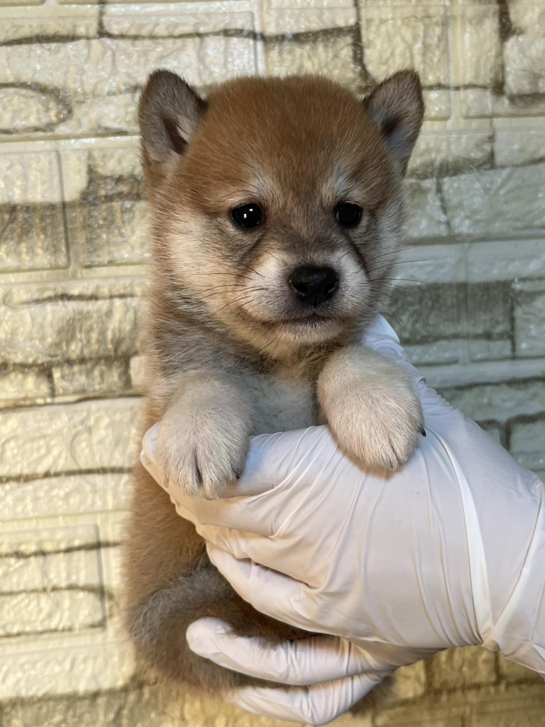 埼玉県の豆柴 (ペッツスマイル加須インター店/2025年10月11日生まれ/男の子/赤)の子犬の4枚目の画像