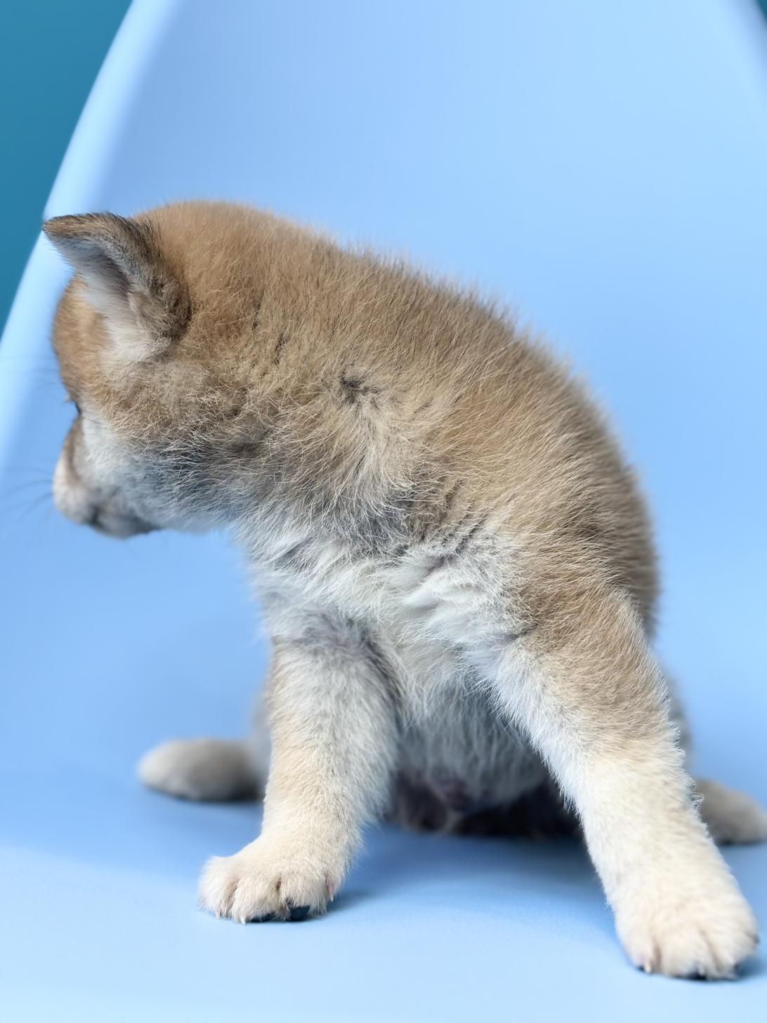 埼玉県の豆柴 (ペッツスマイル加須インター店/2025年10月11日生まれ/男の子/赤)の子犬の4枚目の画像