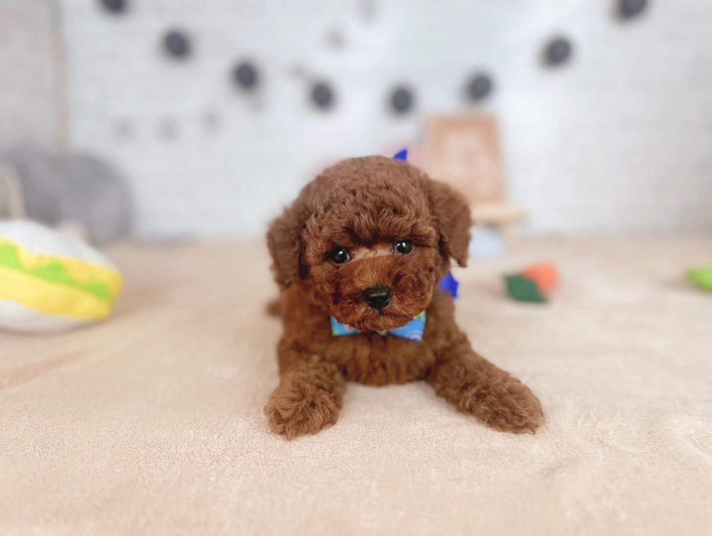 北海道のトイプードル(トイ) (ペットショップだんぼ/2025年5月29日生まれ/男の子/レッド)の子犬の2枚目の画像