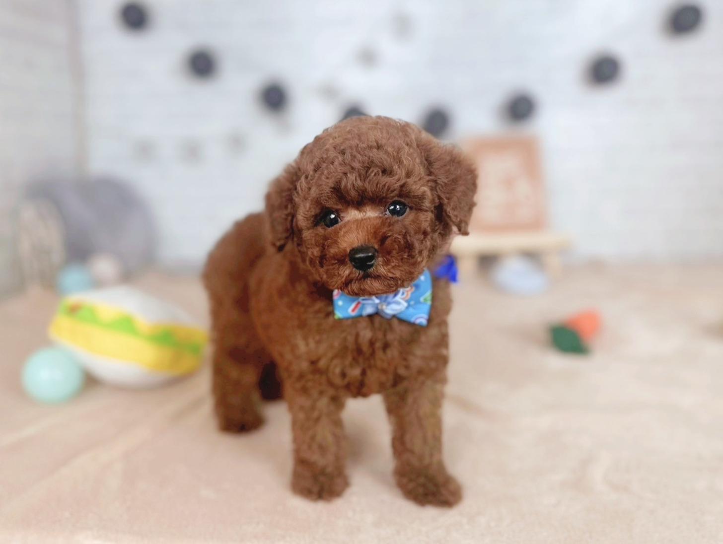 北海道のトイプードル(トイ) (ペットショップだんぼ/2025年5月29日生まれ/男の子/レッド)の子犬の3枚目の画像