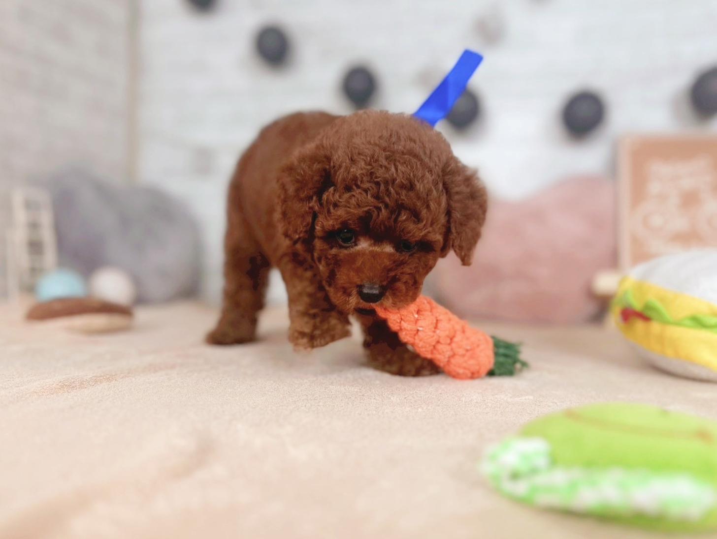 北海道のトイプードル(トイ) (ペットショップだんぼ/2025年5月29日生まれ/男の子/レッド)の子犬の4枚目の画像