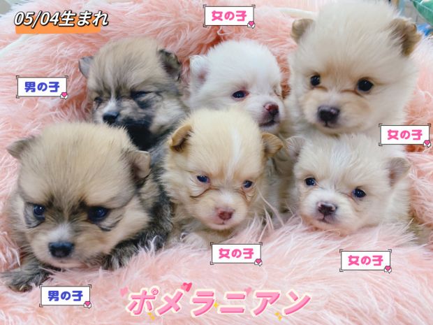 新潟県のポメラニアン (竹内ペット 新津本店/2026年5月4日生まれ/男の子/その他色)の子犬の1枚目の画像