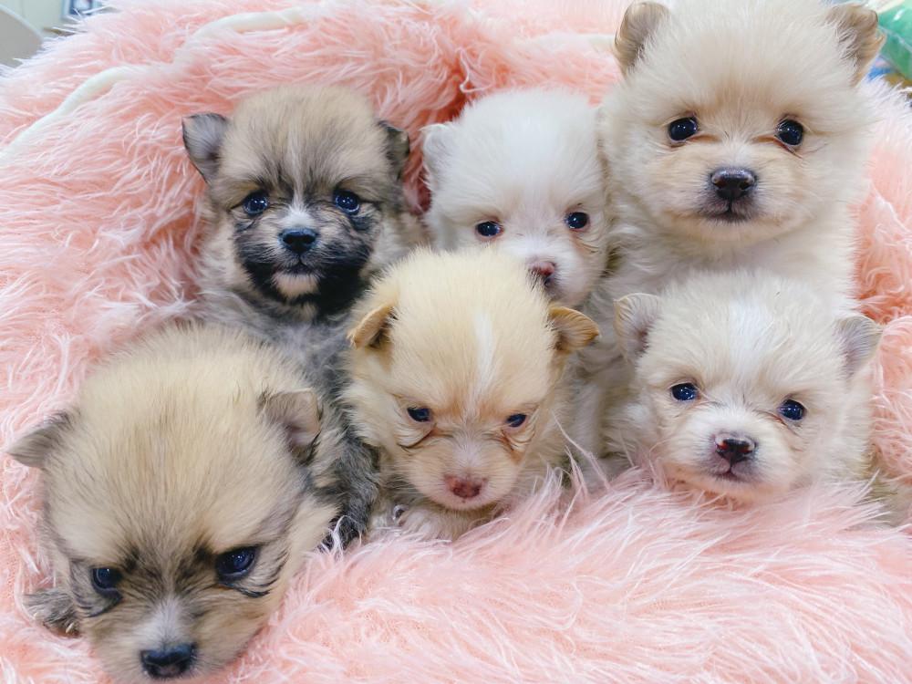 新潟県のポメラニアン (竹内ペット 新津本店/2026年5月4日生まれ/男の子/その他色)の子犬の2枚目の画像