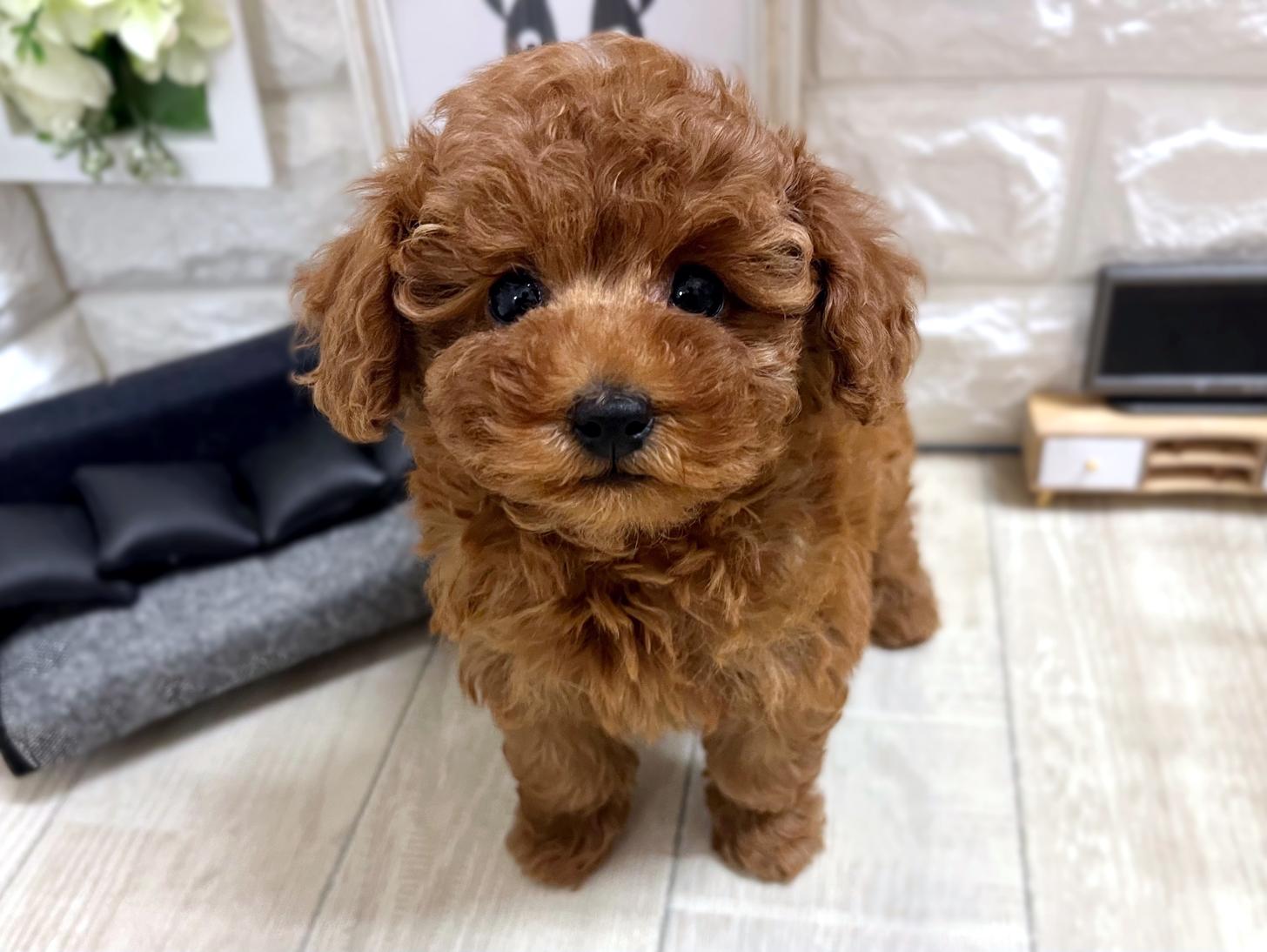 和歌山県のトイプードル(トイ) (DOGMAN和歌山店/2025年12月8日生まれ/女の子/レッドフォーン)の子犬の1枚目の画像