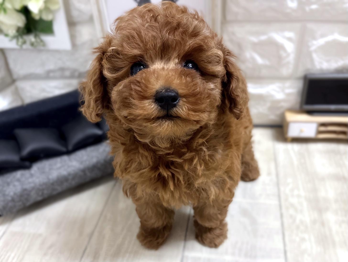 和歌山県のトイプードル(トイ) (DOGMAN和歌山店/2025年12月8日生まれ/女の子/レッドフォーン)の子犬の2枚目の画像