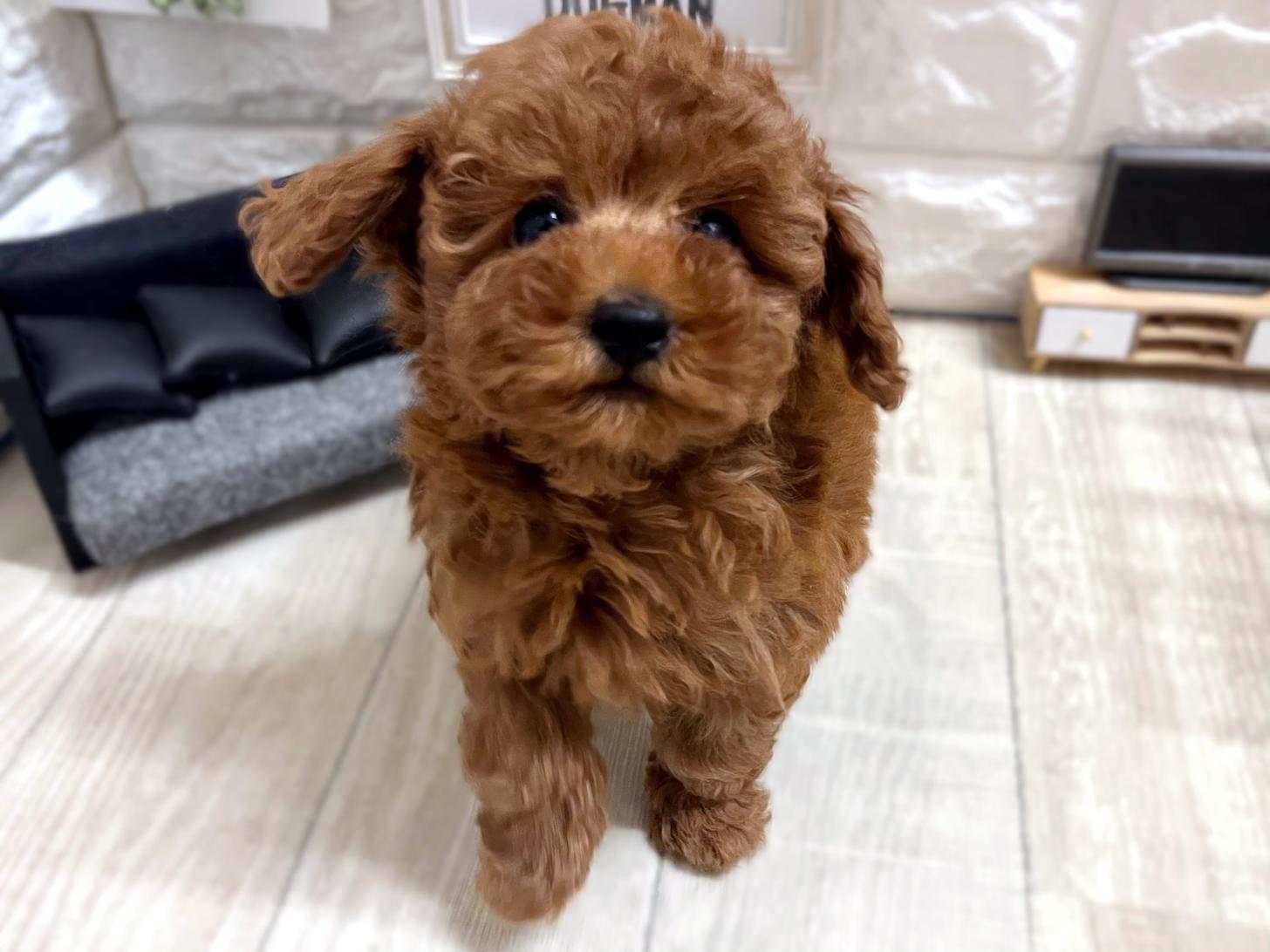 和歌山県のトイプードル(トイ) (DOGMAN和歌山店/2025年12月8日生まれ/女の子/レッドフォーン)の子犬の3枚目の画像