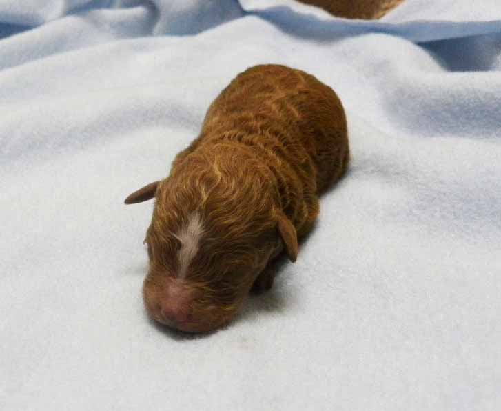 群馬県のトイプードル(トイ) (ペットハウステレサ/2025年10月25日生まれ/男の子/レッドホワイト)の子犬