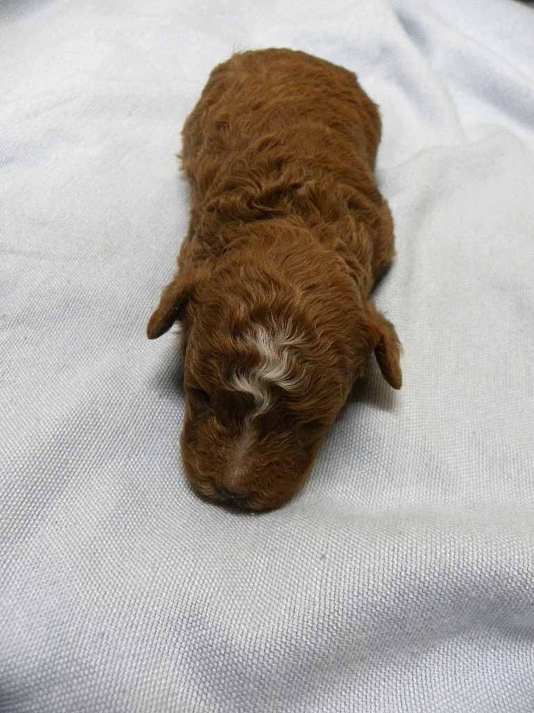 群馬県のトイプードル(トイ) (ペットハウステレサ/2025年10月25日生まれ/男の子/レッドホワイト)の子犬の1枚目の画像