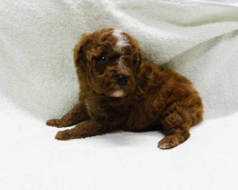 群馬県のトイプードル(トイ) (ペットハウステレサ/2025年10月25日生まれ/男の子/レッドホワイト)の子犬の1枚目の画像