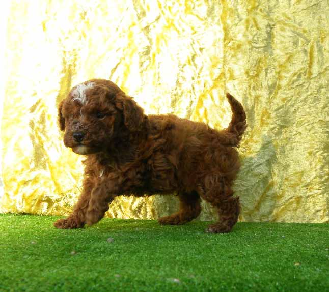 群馬県のトイプードル(トイ) (ペットハウステレサ/2025年10月25日生まれ/男の子/レッドホワイト)の子犬の1枚目の画像