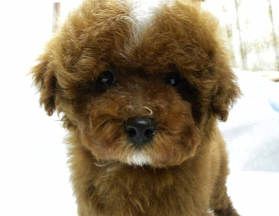 群馬県のトイプードル(トイ) (ペットハウステレサ/2025年10月25日生まれ/男の子/レッドホワイト)の子犬の1枚目の画像