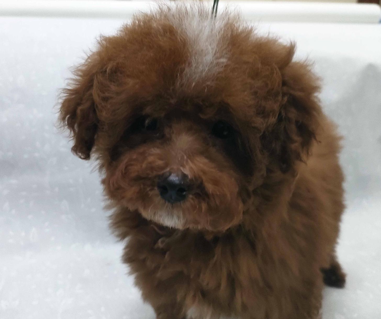 群馬県のトイプードル(トイ) (ペットハウステレサ/2025年10月25日生まれ/男の子/レッドホワイト)の子犬の1枚目の画像