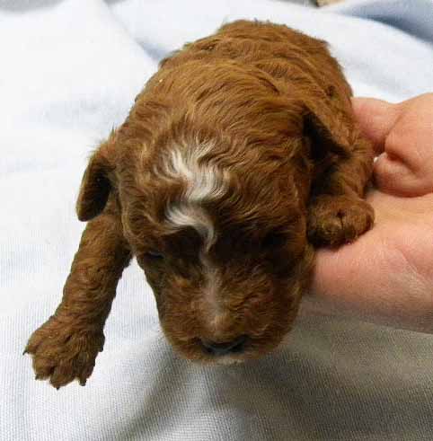 群馬県のトイプードル(トイ) (ペットハウステレサ/2025年10月25日生まれ/男の子/レッドホワイト)の子犬の2枚目の画像