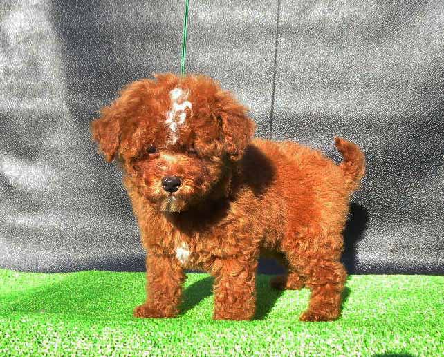 群馬県のトイプードル(トイ) (ペットハウステレサ/2025年10月25日生まれ/男の子/レッドホワイト)の子犬の2枚目の画像