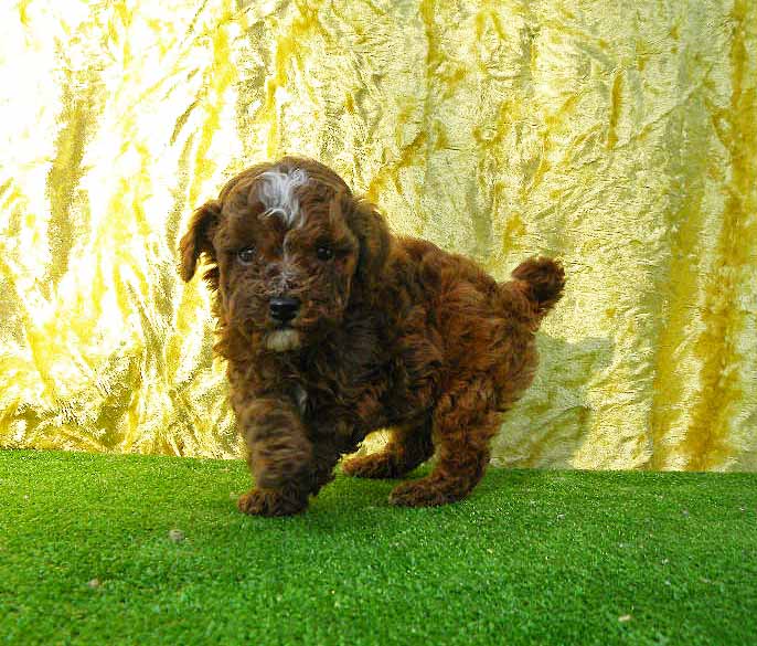 群馬県のトイプードル(トイ) (ペットハウステレサ/2025年10月25日生まれ/男の子/レッドホワイト)の子犬の2枚目の画像