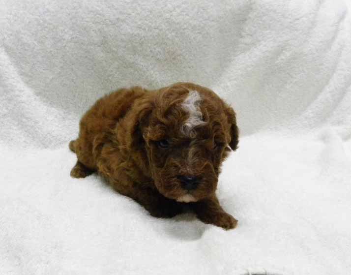 群馬県のトイプードル(トイ) (ペットハウステレサ/2025年10月25日生まれ/男の子/レッドホワイト)の子犬の2枚目の画像