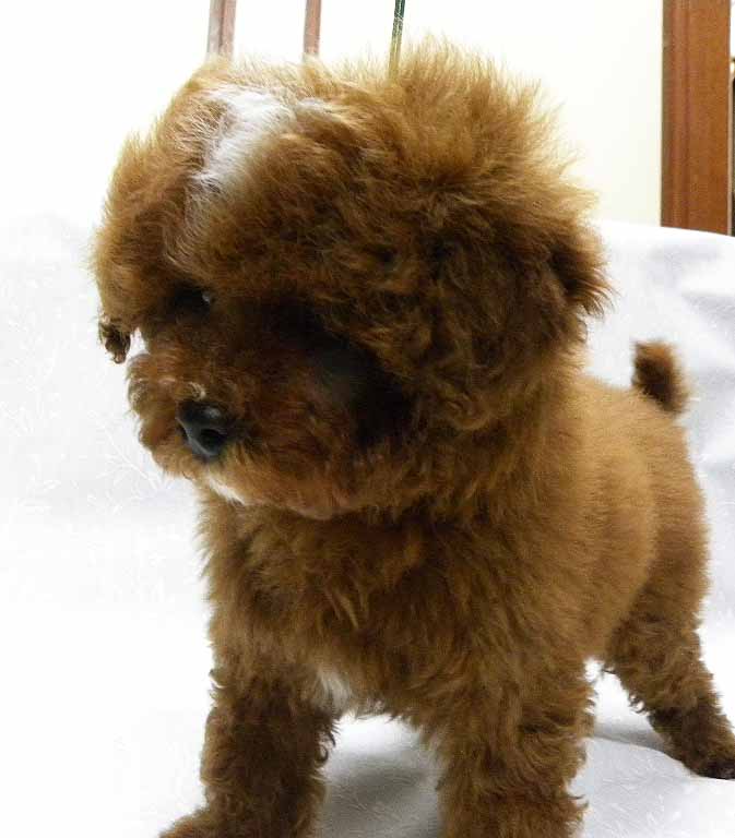 群馬県のトイプードル(トイ) (ペットハウステレサ/2025年10月25日生まれ/男の子/レッドホワイト)の子犬の2枚目の画像