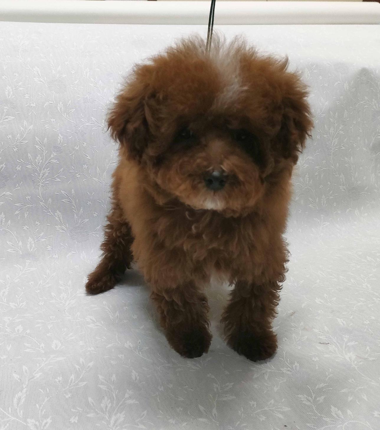 群馬県のトイプードル(トイ) (ペットハウステレサ/2025年10月25日生まれ/男の子/レッドホワイト)の子犬の2枚目の画像