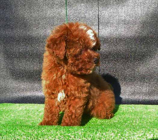 群馬県のトイプードル(トイ) (ペットハウステレサ/2025年10月25日生まれ/男の子/レッドホワイト)の子犬の3枚目の画像