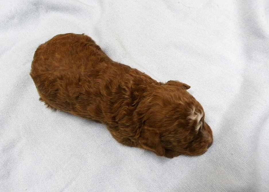 群馬県のトイプードル(トイ) (ペットハウステレサ/2025年10月25日生まれ/男の子/レッドホワイト)の子犬の3枚目の画像