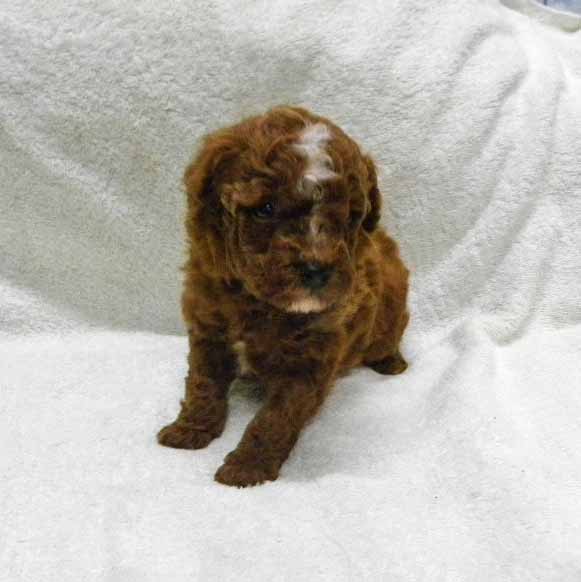 群馬県のトイプードル(トイ) (ペットハウステレサ/2025年10月25日生まれ/男の子/レッドホワイト)の子犬の3枚目の画像