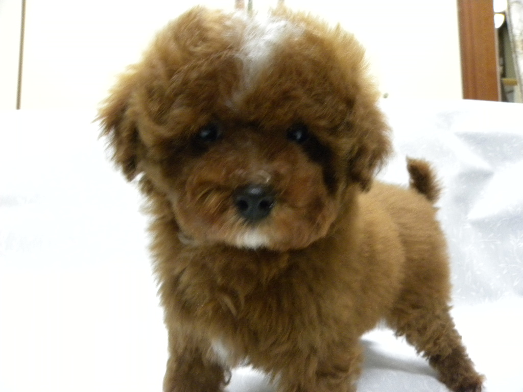 群馬県のトイプードル(トイ) (ペットハウステレサ/2025年10月25日生まれ/男の子/レッドホワイト)の子犬の3枚目の画像