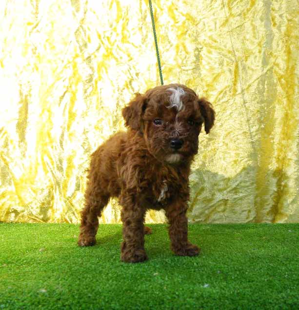 群馬県のトイプードル(トイ) (ペットハウステレサ/2025年10月25日生まれ/男の子/レッドホワイト)の子犬の3枚目の画像