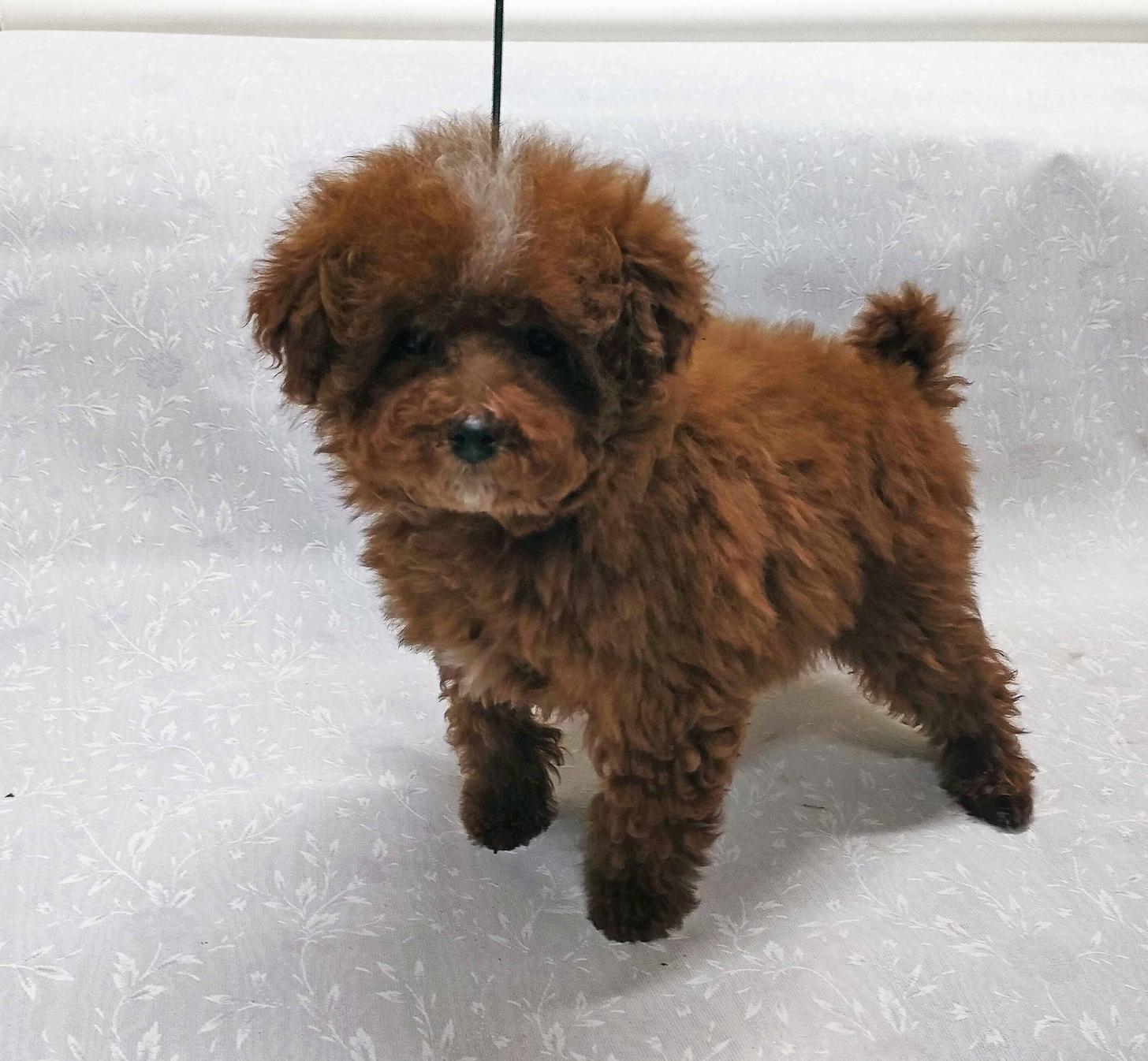 群馬県のトイプードル(トイ) (ペットハウステレサ/2025年10月25日生まれ/男の子/レッドホワイト)の子犬の3枚目の画像