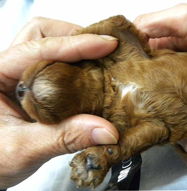 群馬県のトイプードル(トイ) (ペットハウステレサ/2025年10月25日生まれ/男の子/レッドホワイト)の子犬の4枚目の画像