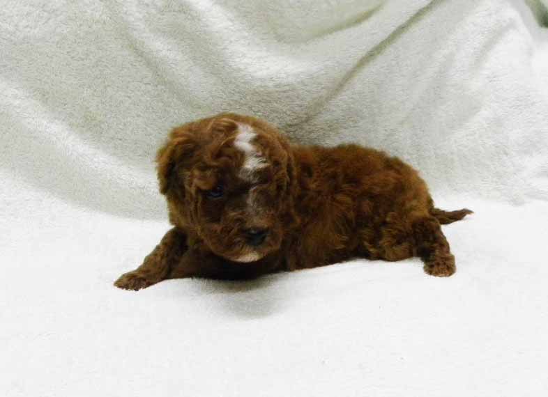 群馬県のトイプードル(トイ) (ペットハウステレサ/2025年10月25日生まれ/男の子/レッドホワイト)の子犬の4枚目の画像