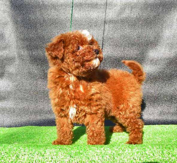 群馬県のトイプードル(トイ) (ペットハウステレサ/2025年10月25日生まれ/男の子/レッドホワイト)の子犬の4枚目の画像