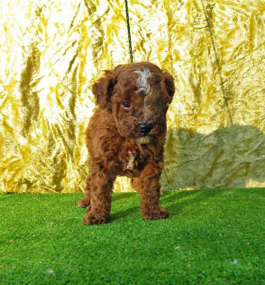 群馬県のトイプードル(トイ) (ペットハウステレサ/2025年10月25日生まれ/男の子/レッドホワイト)の子犬の4枚目の画像