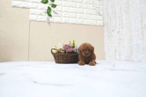 滋賀県のトイプードル(トイ) (いっぷく湖南店/2025年11月12日生まれ/男の子/レッドフォーン)の子犬