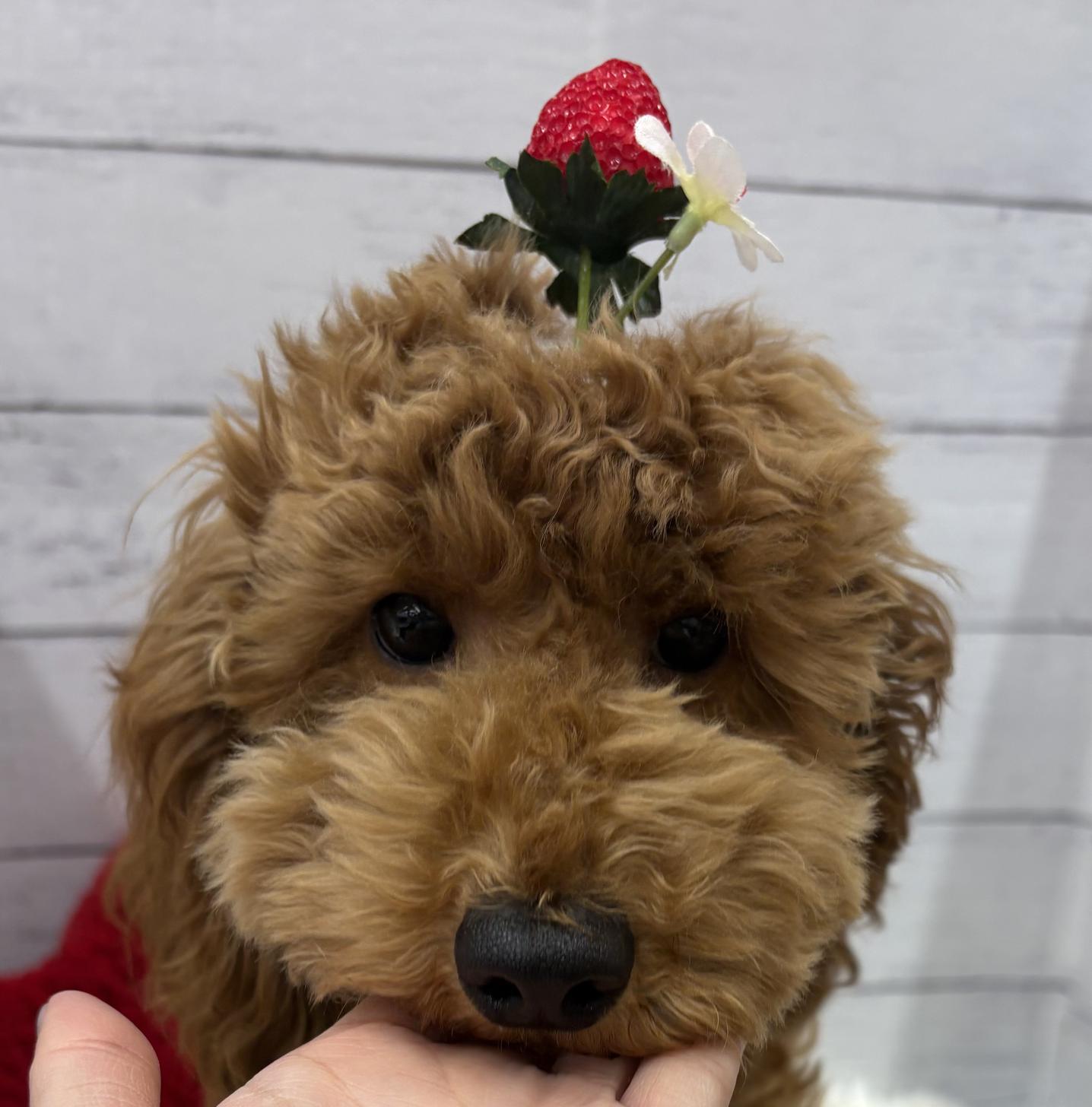 千葉県のトイプードル(トイ) (ペッツワン佐倉店/2025年10月5日生まれ/男の子/レッド)の子犬の1枚目の画像