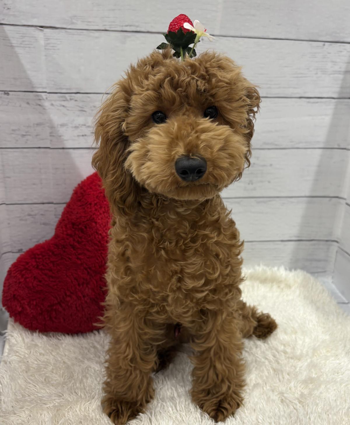 千葉県のトイプードル(トイ) (ペッツワン佐倉店/2025年10月5日生まれ/男の子/レッド)の子犬の2枚目の画像