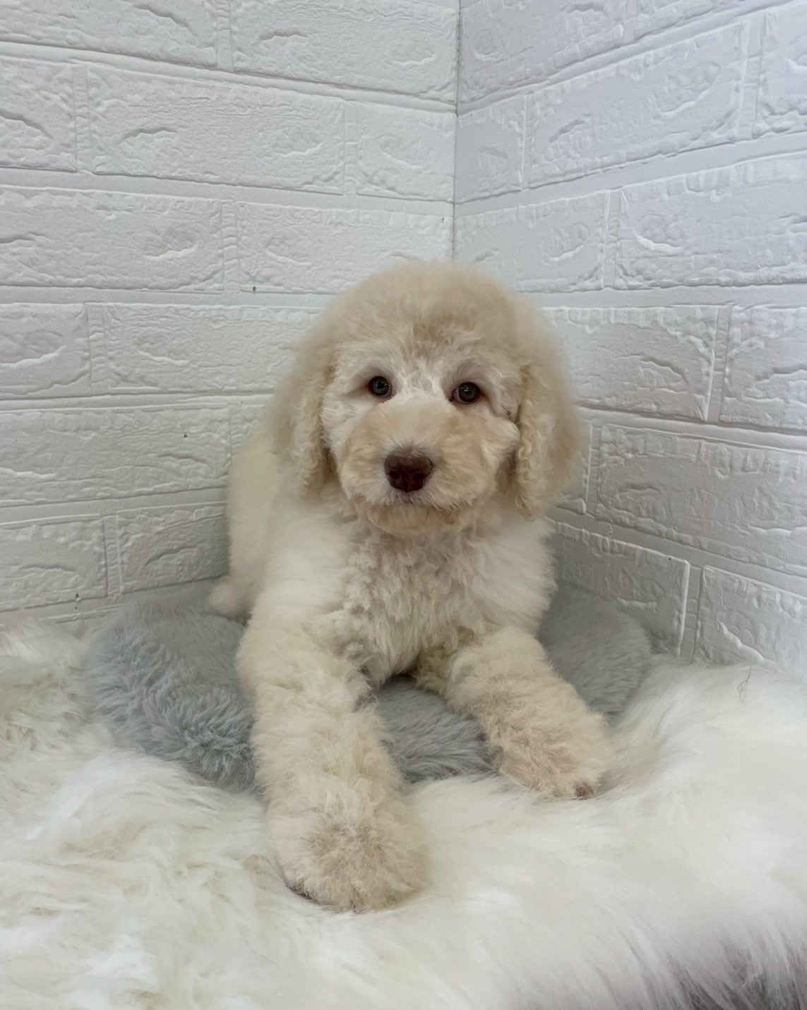 東京都のスタンダードプードル (ペットショップcoco東京港区店/2026年1月26日生まれ/女の子/クリーム)の子犬