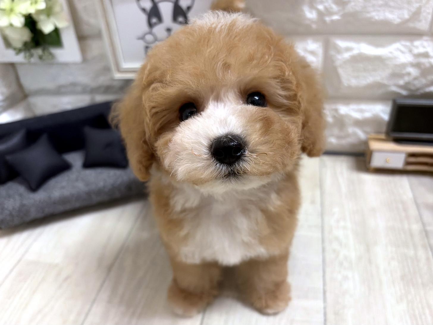 大阪府のビションプー(ビションフリーゼ×プードル) (DOGMAN平野瓜破店/2026年5月16日生まれ/男の子/レッドホワイト)の子犬の1枚目の画像