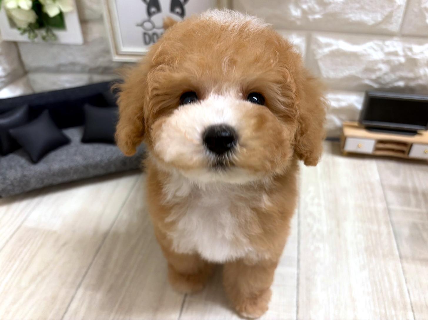 大阪府のビションプー(ビションフリーゼ×プードル) (DOGMAN平野瓜破店/2026年5月16日生まれ/男の子/レッドホワイト)の子犬の2枚目の画像
