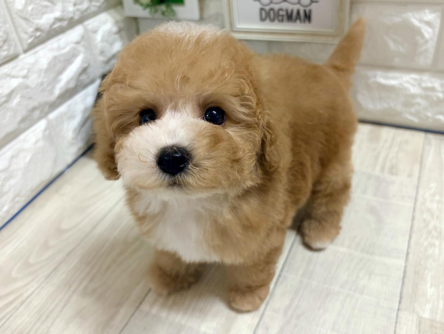 大阪府のビションプー(ビションフリーゼ×プードル) (DOGMAN平野瓜破店/2026年5月16日生まれ/男の子/レッドホワイト)の子犬の3枚目の画像
